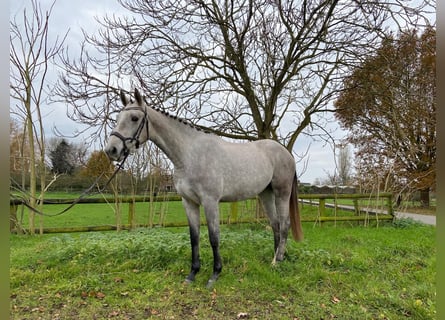 NRPS, Jument, 2 Ans, 163 cm, Gris