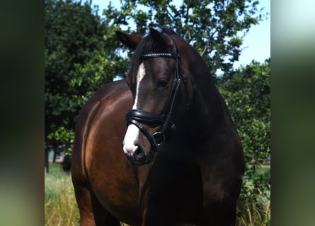 NRPS, Jument, 3 Ans, 139 cm, Bai brun foncé