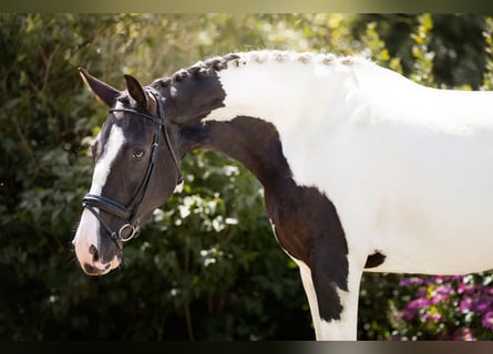 NRPS, Jument, 3 Ans, 174 cm, Pinto