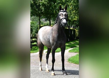 NRPS, Jument, 4 Ans, 132 cm, Gris