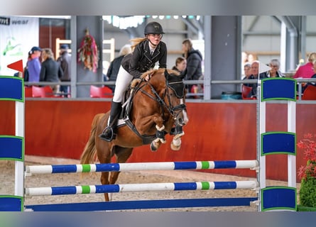 NRPS, Jument, 4 Ans, 145 cm, Alezan