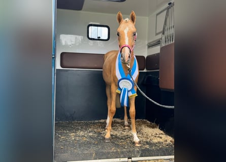 NRPS, Jument, 4 Ans, 147 cm, Palomino