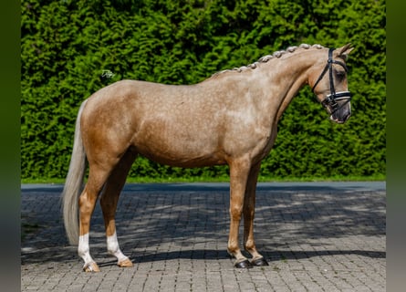 NRPS, Jument, 4 Ans, 150 cm, Palomino