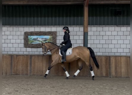 NRPS, Jument, 8 Ans, 165 cm, Buckskin