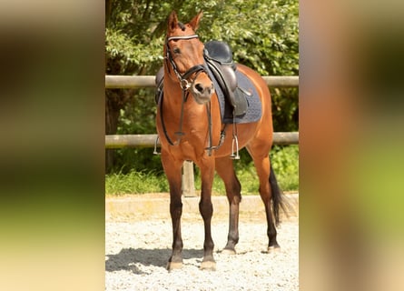 NRPS, Mare, 10 years, 14,1 hh, Brown