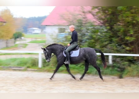 NRPS, Mare, 13 years, 15 hh, Roan-Blue