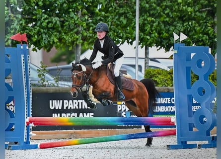 NRPS, Mare, 14 years, 12.1 hh, Brown