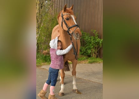 NRPS, Mare, 14 years, 14.2 hh, Chestnut-Red
