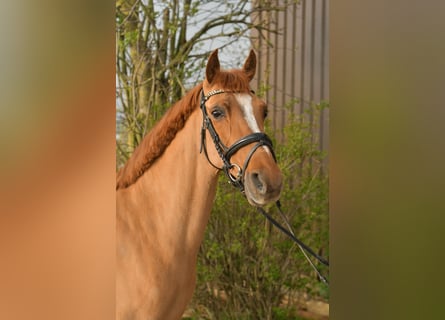 NRPS, Mare, 14 years, 14,2 hh, Chestnut-Red