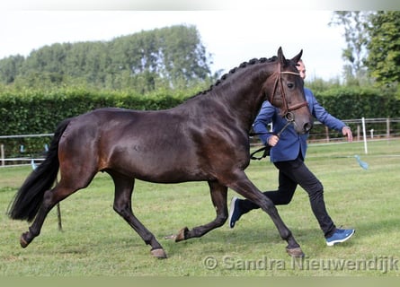 NRPS, Mare, 16 years, 15,2 hh, Brown