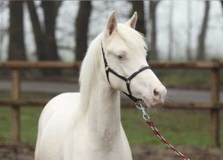 NRPS, Mare, 1 year, 14,1 hh, Cremello