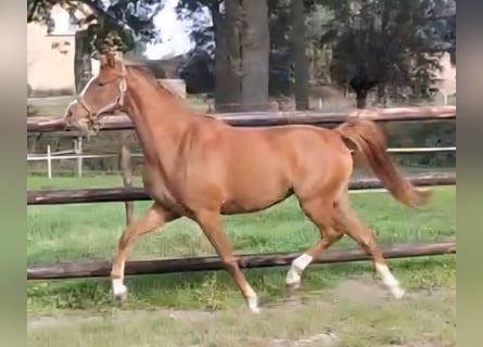 NRPS, Mare, 2 years, 14,1 hh, Chestnut-Red
