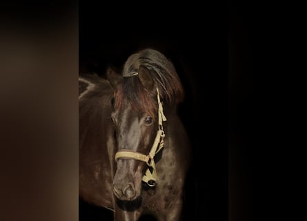 NRPS, Mare, 2 years, 15,2 hh, Black