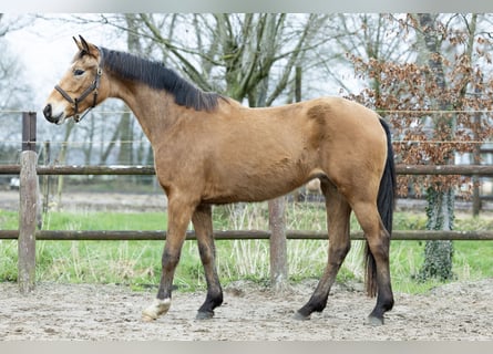 NRPS, Mare, 3 years, 16 hh, Dun
