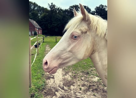 NRPS, Mare, 4 years, 13,1 hh, Cremello