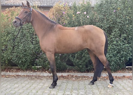 NRPS, Mare, 5 years, 14 hh, Brown