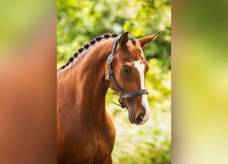 NRPS, Mare, 5 years, 16,1 hh, Brown