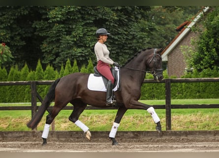 NRPS, Mare, 5 years, 16,2 hh, Black