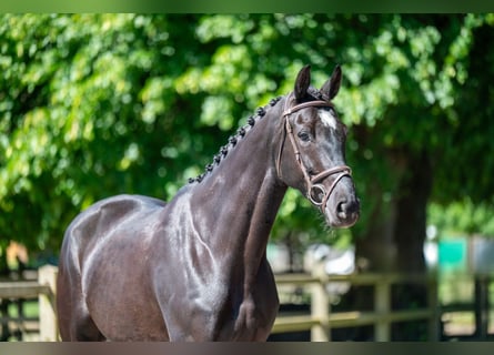 NRPS, Mare, 6 years, 16,2 hh, Black
