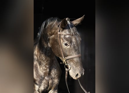 NRPS, Mare, 8 years, 16 hh, Leopard-Piebald