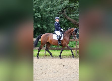 NRPS, Mare, 8 years, 16,1 hh, Bay-Dark
