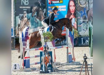 NRPS Mix, Mare, 9 years, 13,3 hh, Smoky-Black