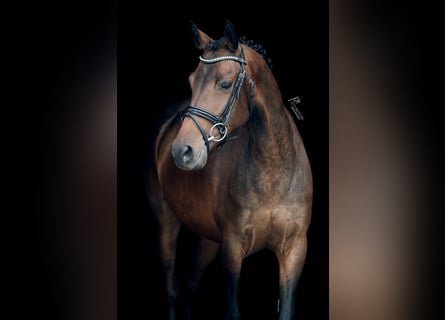 NRPS, Mare, 9 years, 14.1 hh, Bay-Dark