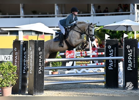 NRPS, Mare, 9 years, 14,2 hh, Palomino
