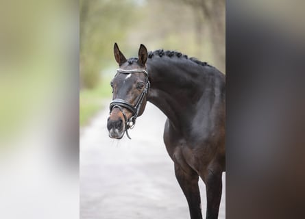 NRPS, Mare, 9 years, 15 hh, Bay-Dark