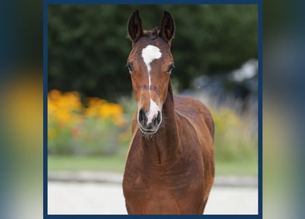 NRPS, Mare, Foal (01/2024), Brown