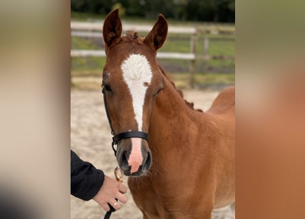 NRPS, Mare, Foal (04/2024), Chestnut-Red