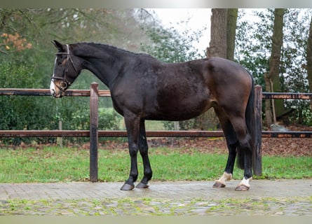 NRPS, Merrie, 10 Jaar, 167 cm