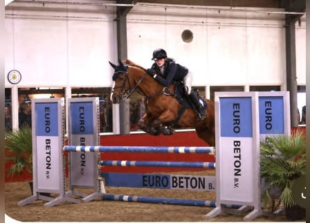 NRPS Mix, Merrie, 18 Jaar, 153 cm, Vos