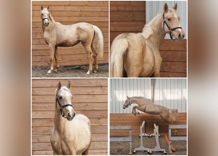 NRPS, Merrie, 2 Jaar, Palomino