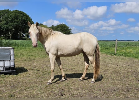 NRPS, Stute, 3 Jahre, 160 cm, Champagne