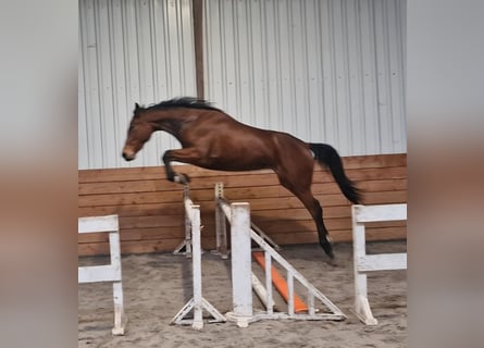 NRPS, Merrie, 3 Jaar