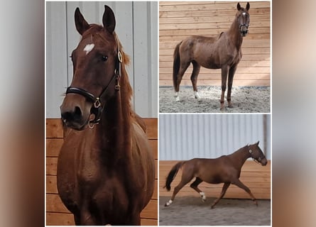 NRPS, Merrie, 3 Jaar, Vos