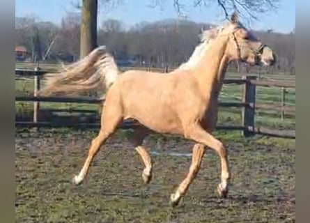 NRPS, Merrie, 4 Jaar, 148 cm, Palomino