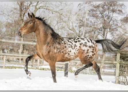 NRPS, Merrie, 6 Jaar, 164 cm, Appaloosa