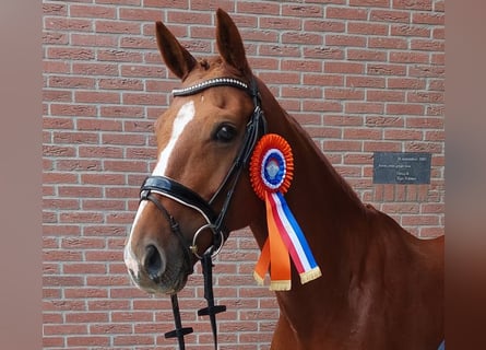 NRPS, Merrie, 7 Jaar, 155 cm, Vos