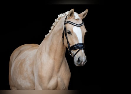 NRPS, Merrie, 8 Jaar, 147 cm, Palomino