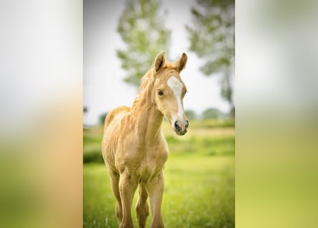 NRPS, Merrie, Veulen (05/2026), 167 cm, Palomino