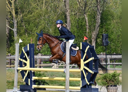 NRPS, Ruin, 11 Jaar, 144 cm, Bruin