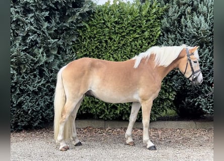 NRPS, Ruin, 3 Jaar, 151 cm, Palomino