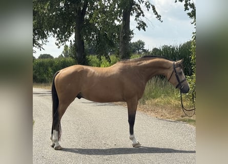 NRPS, Ruin, 4 Jaar, 147 cm, Buckskin