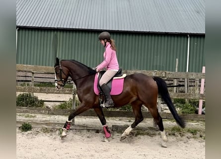 NRPS, Ruin, 6 Jaar, 160 cm, Donkerbruin