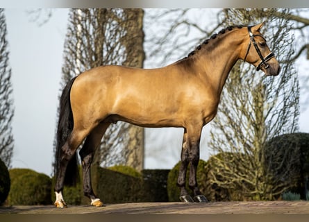 NRPS, Ruin, 7 Jaar, 147 cm, Buckskin