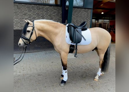 NRPS, Ruin, 7 Jaar, 147 cm, Falbe