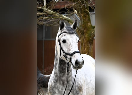 NRPS, Ruin, 9 Jaar, 162 cm, Schimmel