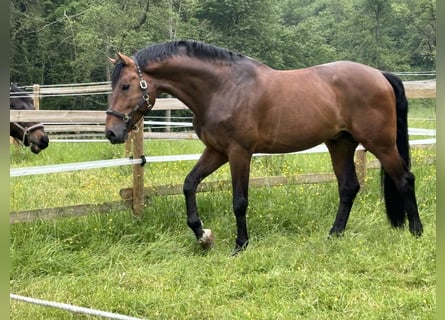 NRPS, Stallion, 16 years, 17 hh, Brown